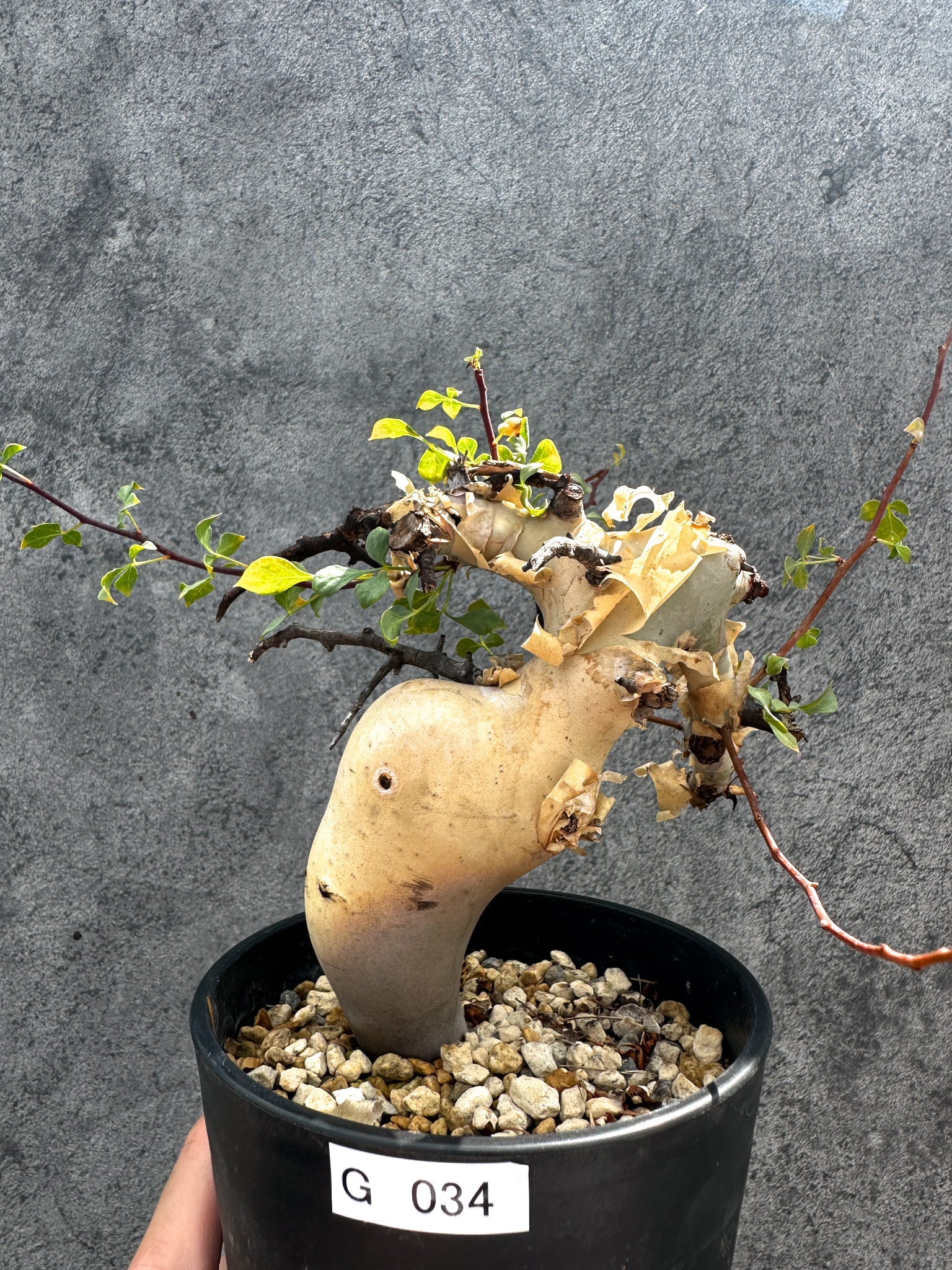 コミフォラ(Commiphora) – プラントブラザーズ