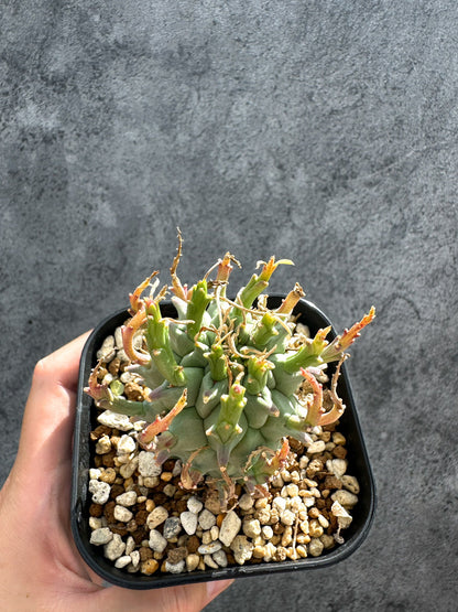 【現品限り】ユーフォルビア・スコエンランディ 闘牛角【G35】 Euphorbia schoenlandii