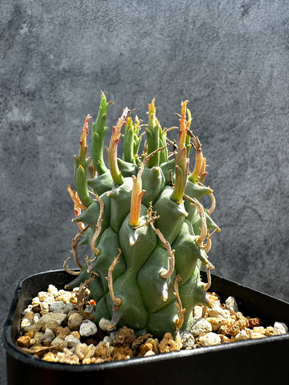 【現品限り】ユーフォルビア・スコエンランディ 闘牛角【G35】 Euphorbia schoenlandii