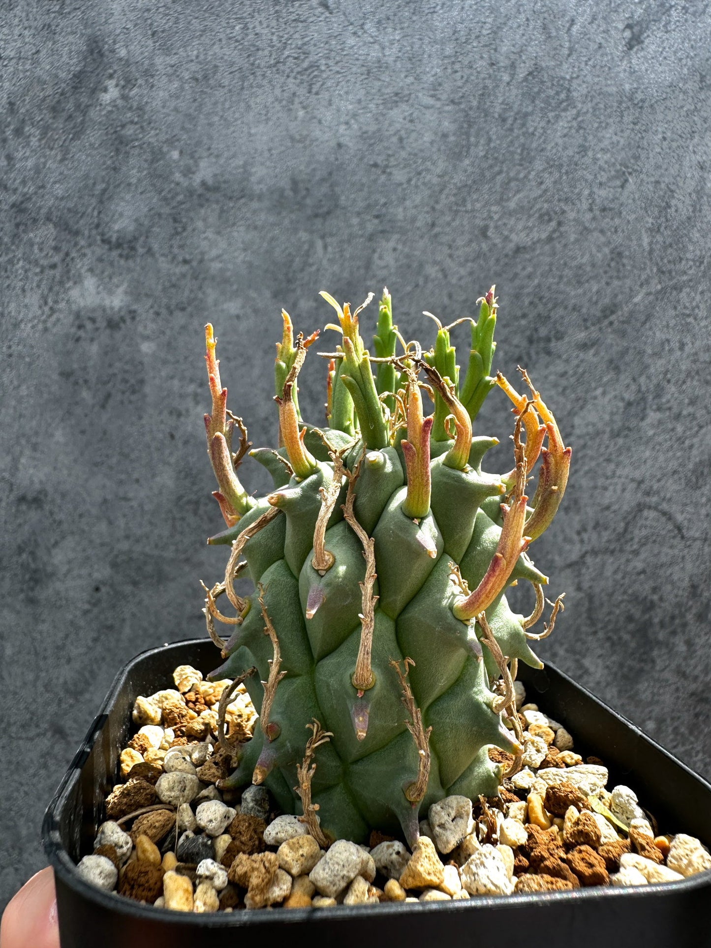 【現品限り】ユーフォルビア・スコエンランディ 闘牛角【G35】 Euphorbia schoenlandii