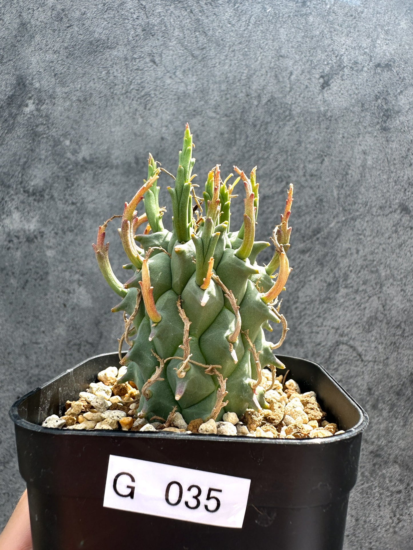 【現品限り】ユーフォルビア・スコエンランディ 闘牛角【G35】 Euphorbia schoenlandii