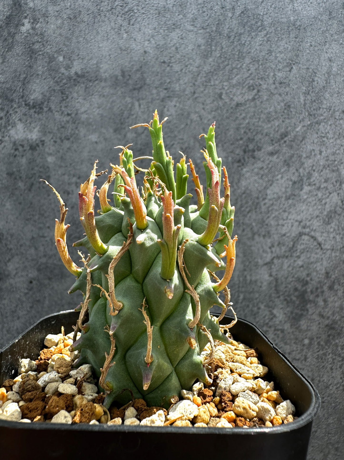 【現品限り】ユーフォルビア・スコエンランディ 闘牛角【G35】 Euphorbia schoenlandii