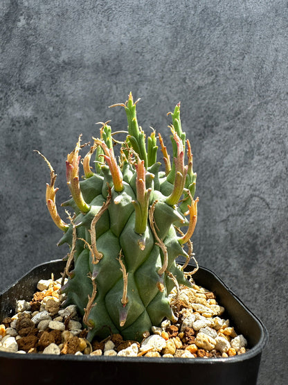 【現品限り】ユーフォルビア・スコエンランディ 闘牛角【G35】 Euphorbia schoenlandii