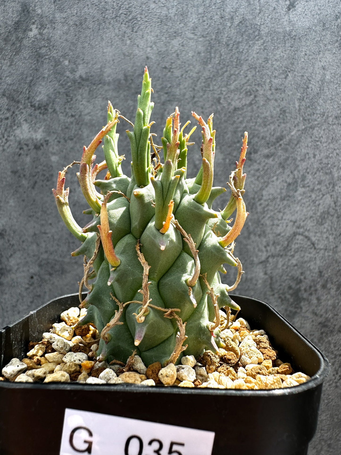 【現品限り】ユーフォルビア・スコエンランディ 闘牛角【G35】 Euphorbia schoenlandii