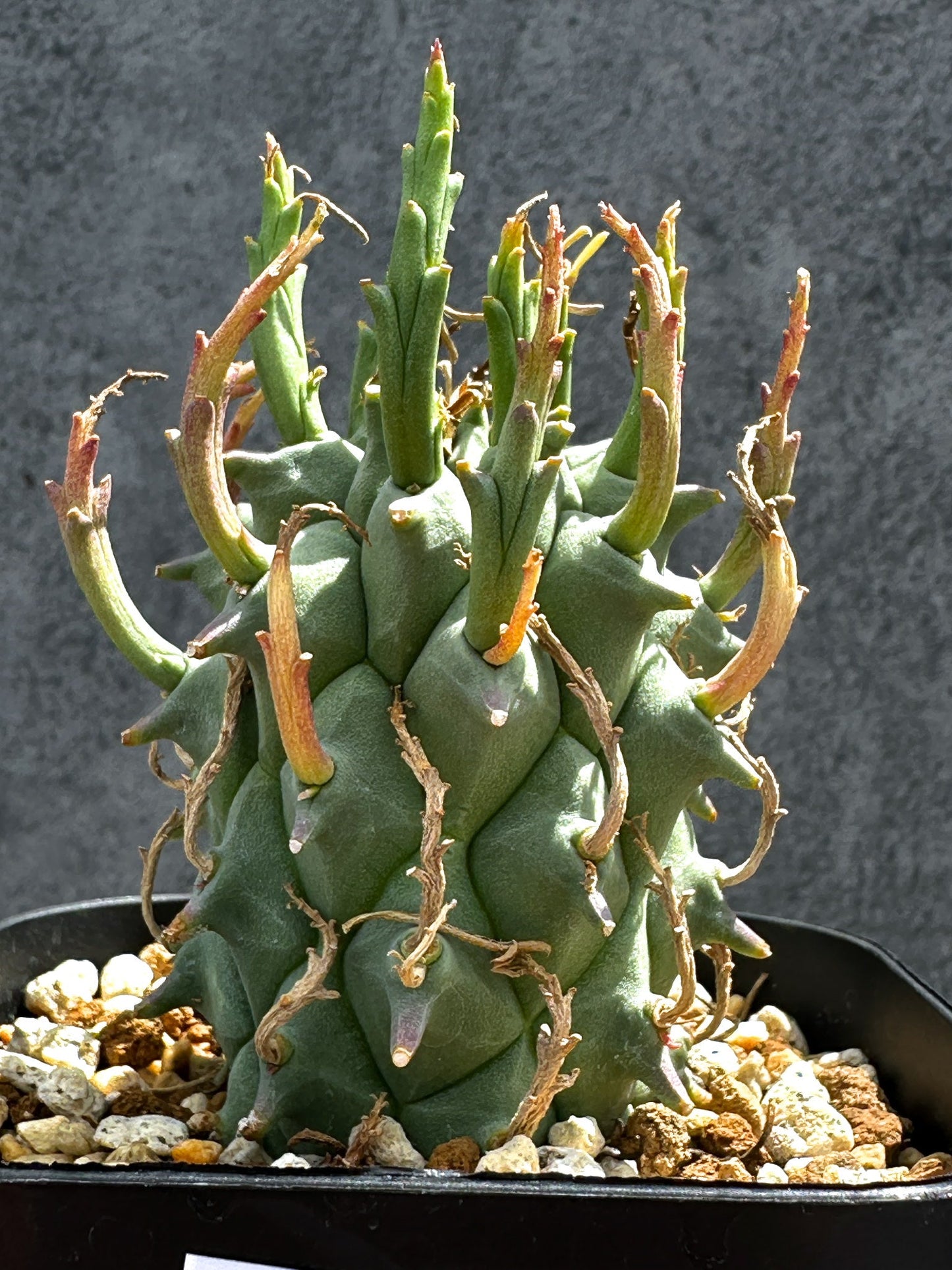 【現品限り】ユーフォルビア・スコエンランディ 闘牛角【G35】 Euphorbia schoenlandii