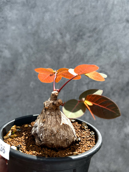 【現品限り】フィランサス・ミラビリス 現地株【G36】 Phyllanthus mirabilis