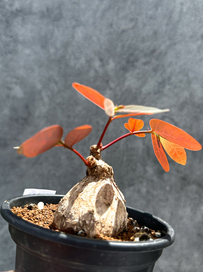 【現品限り】フィランサス・ミラビリス 現地株【G36】 Phyllanthus mirabilis