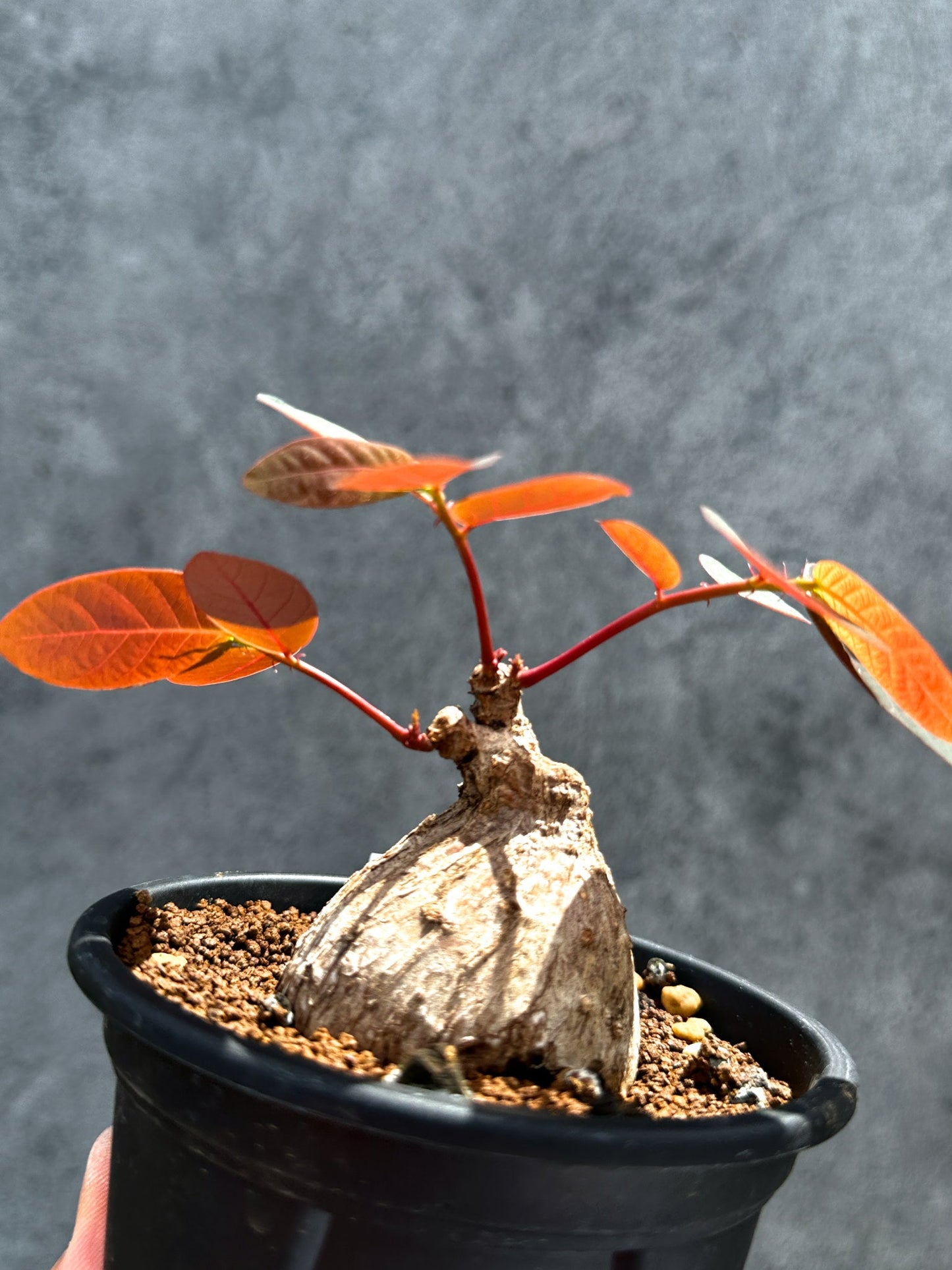【現品限り】フィランサス・ミラビリス 現地株【G36】 Phyllanthus mirabilis