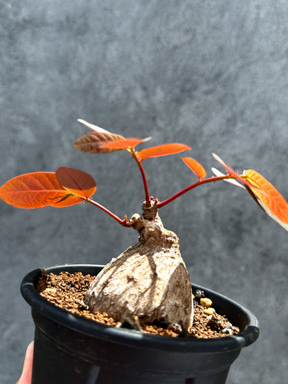 【現品限り】フィランサス・ミラビリス 現地株【G36】 Phyllanthus mirabilis