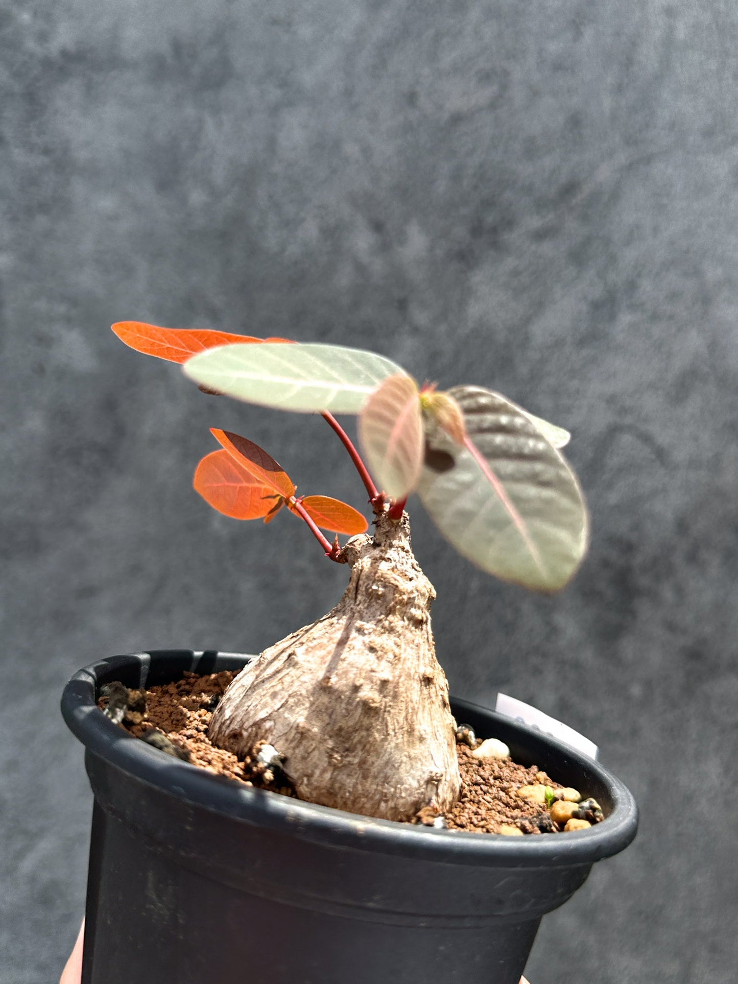 【現品限り】フィランサス・ミラビリス 現地株【G36】 Phyllanthus mirabilis