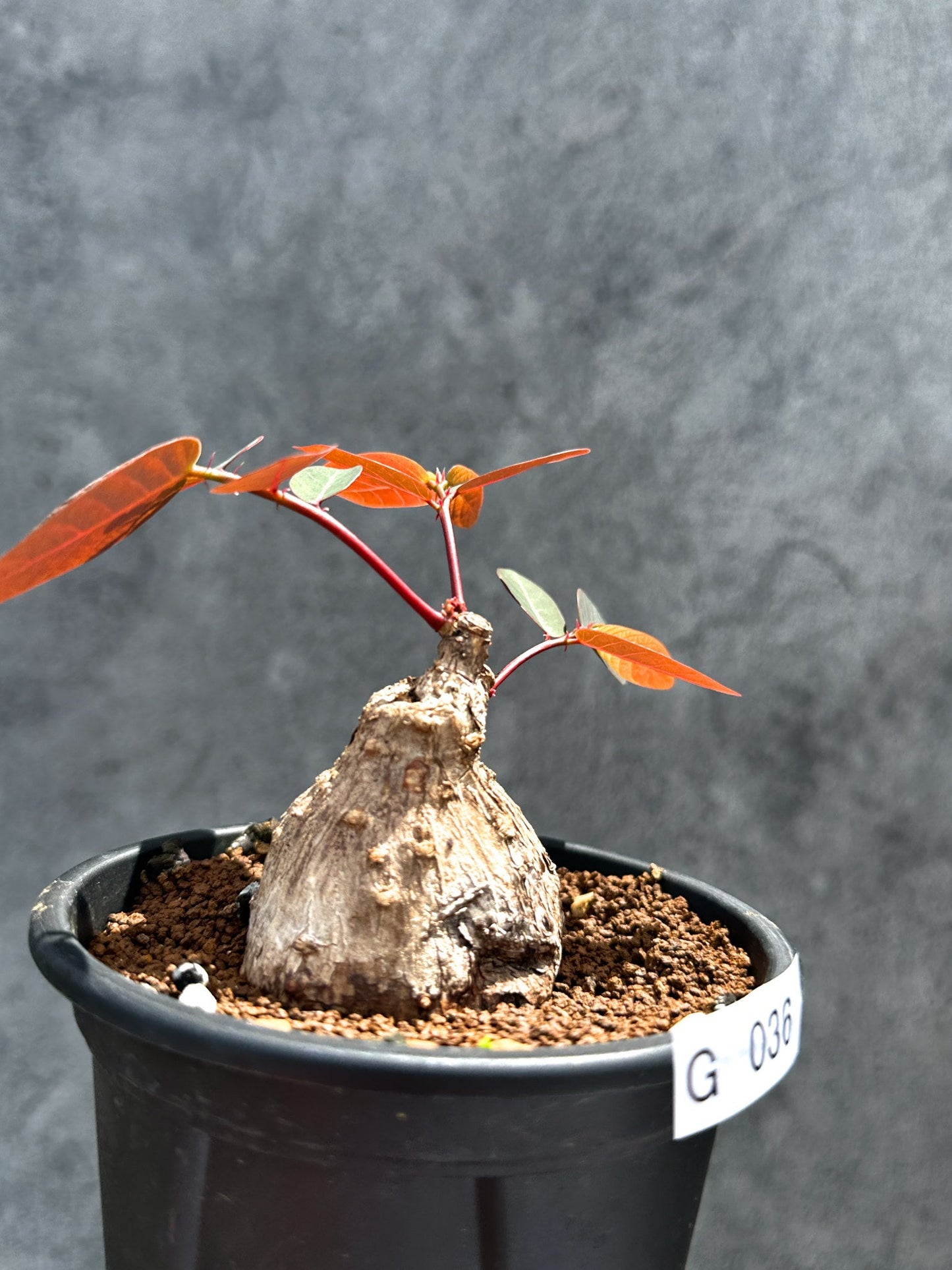 【現品限り】フィランサス・ミラビリス 現地株【G36】 Phyllanthus mirabilis