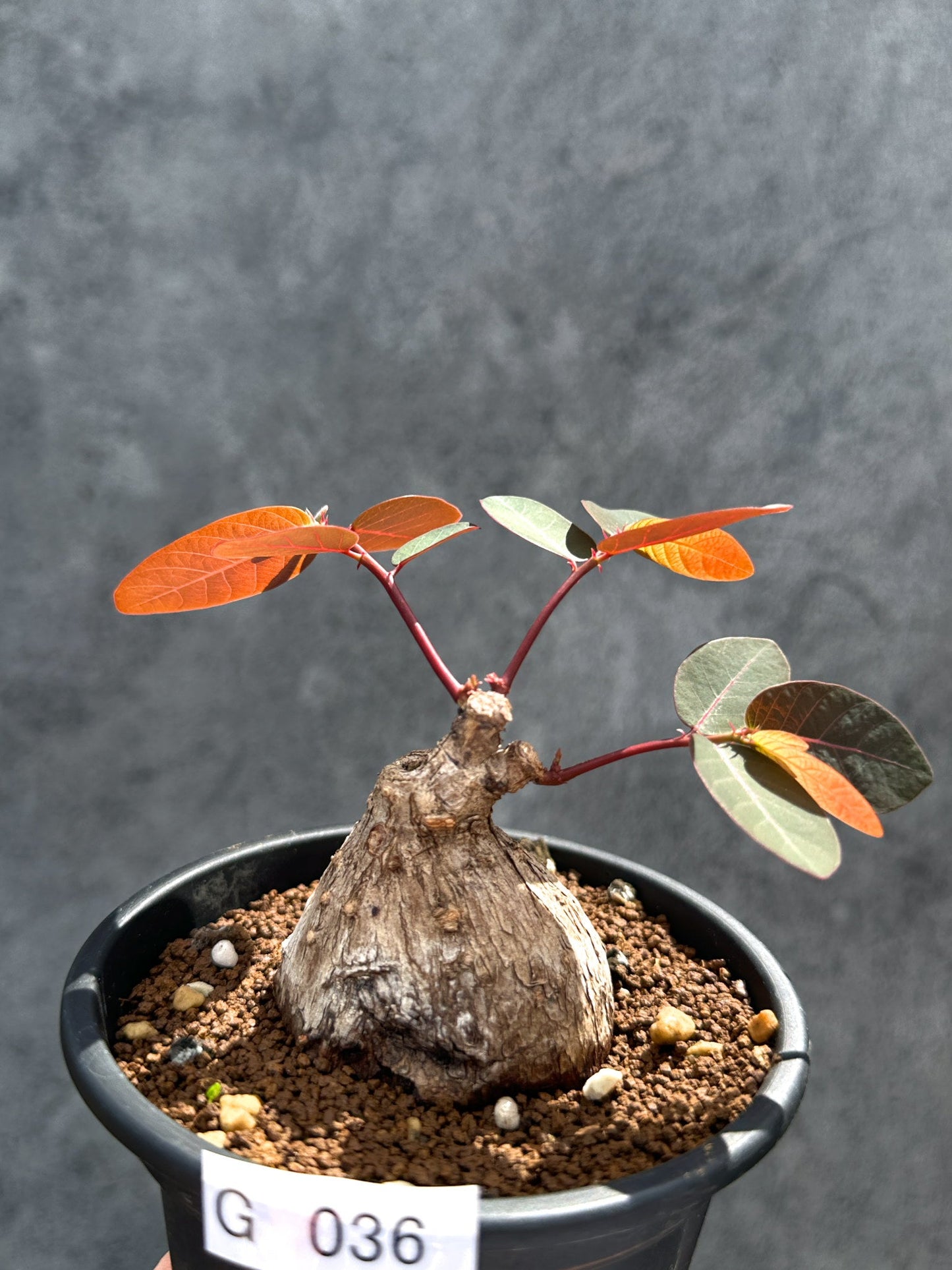 【現品限り】フィランサス・ミラビリス 現地株【G36】 Phyllanthus mirabilis
