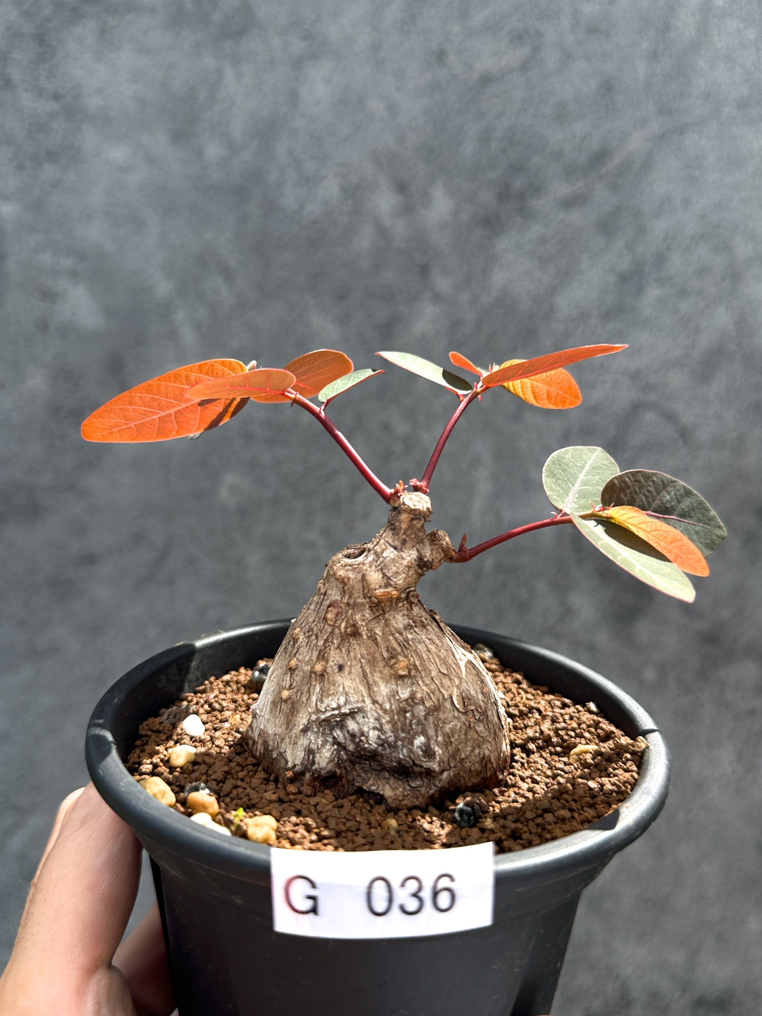 新着の種子や植物 – プラントブラザーズ