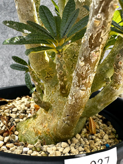【現品限り】ドルステニア・ギガス 挿し木 大株【G37】 Dorstenia gigas