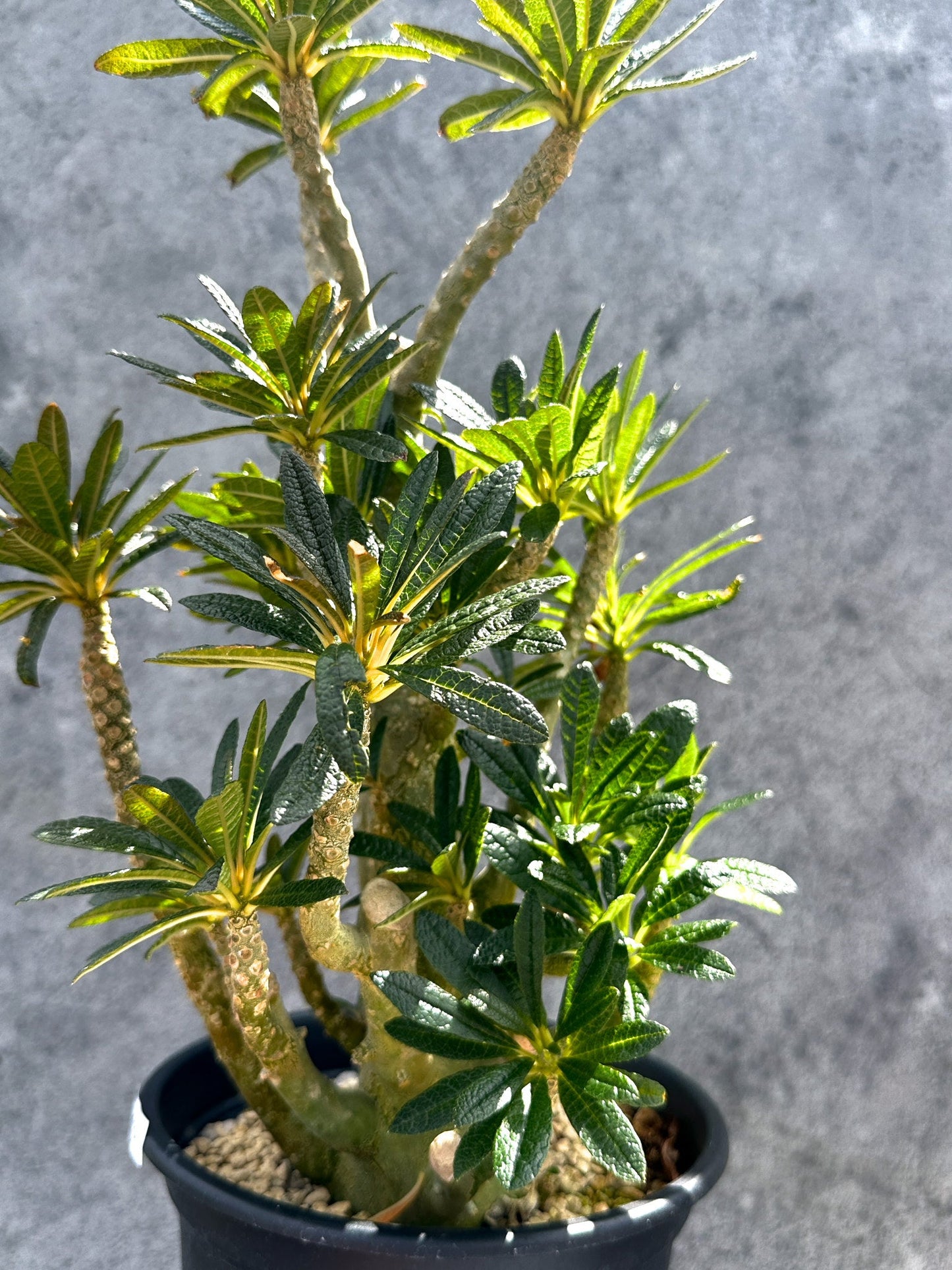 【現品限り】ドルステニア・ギガス 挿し木 大株【G37】 Dorstenia gigas