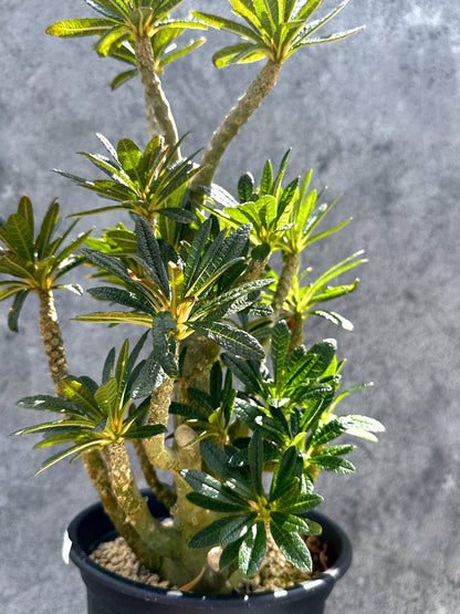 【現品限り】ドルステニア・ギガス 挿し木 大株【G37】 Dorstenia gigas