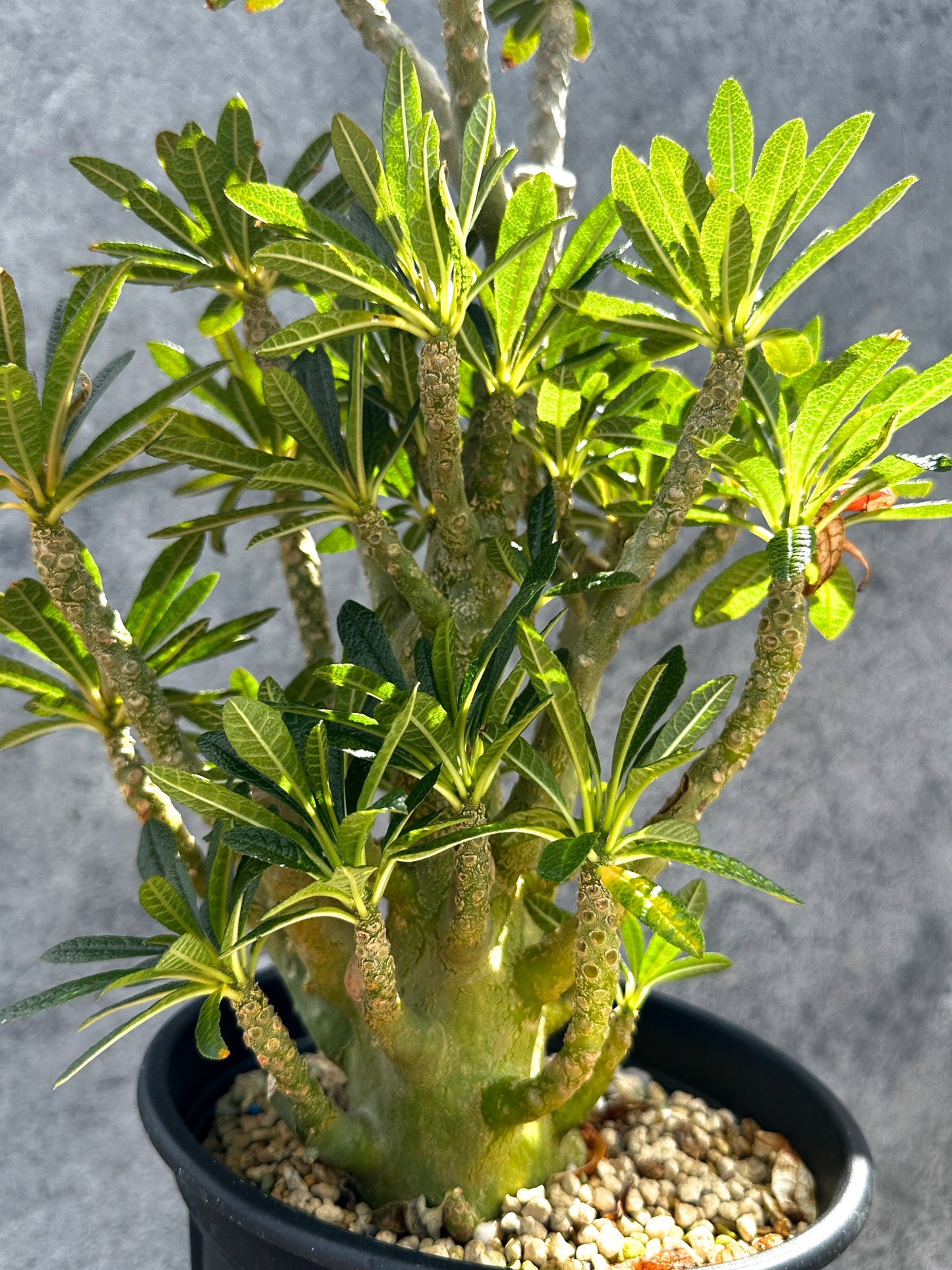 【現品限り】ドルステニア・ギガス 挿し木 大株【G37】 Dorstenia gigas