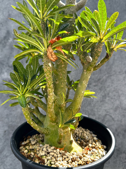 【現品限り】ドルステニア・ギガス 挿し木 大株【G37】 Dorstenia gigas