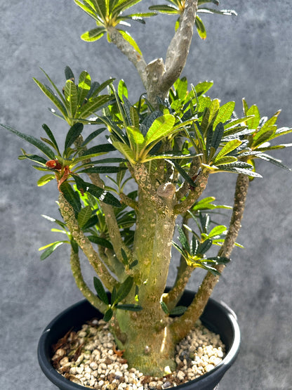 【現品限り】ドルステニア・ギガス 挿し木 大株【G37】 Dorstenia gigas