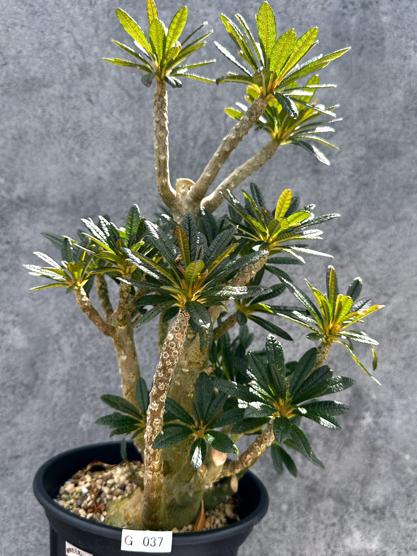 【現品限り】ドルステニア・ギガス 挿し木 大株【G37】 Dorstenia gigas