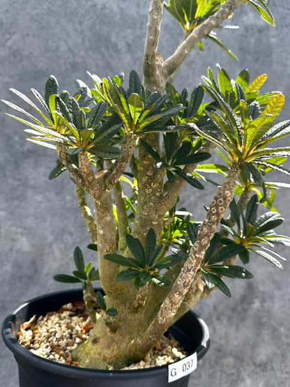 【現品限り】ドルステニア・ギガス 挿し木 大株【G37】 Dorstenia gigas