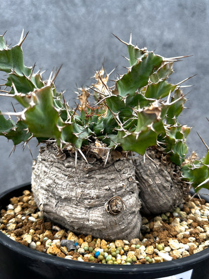 【現品限り】ユーフォルビア・クラビゲラ 現地株 発根済み ベストなサイズ感【G38】 Euphorbia clavigera