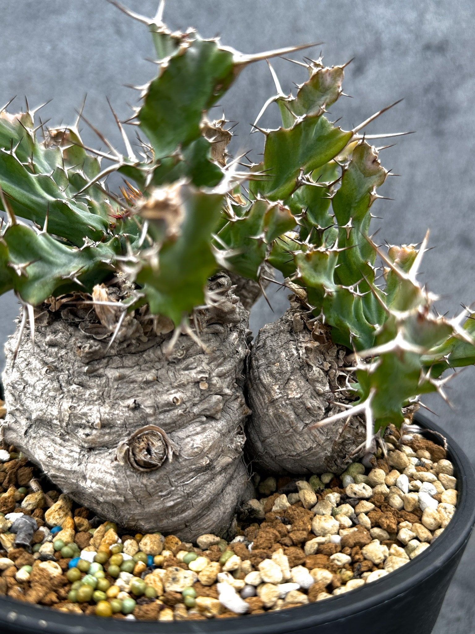 新着の種子や植物 – プラントブラザーズ