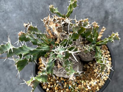 【現品限り】ユーフォルビア・クラビゲラ 現地株 発根済み ベストなサイズ感【G38】 Euphorbia clavigera
