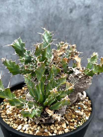 【現品限り】ユーフォルビア・クラビゲラ 現地株 発根済み ベストなサイズ感【G38】 Euphorbia clavigera