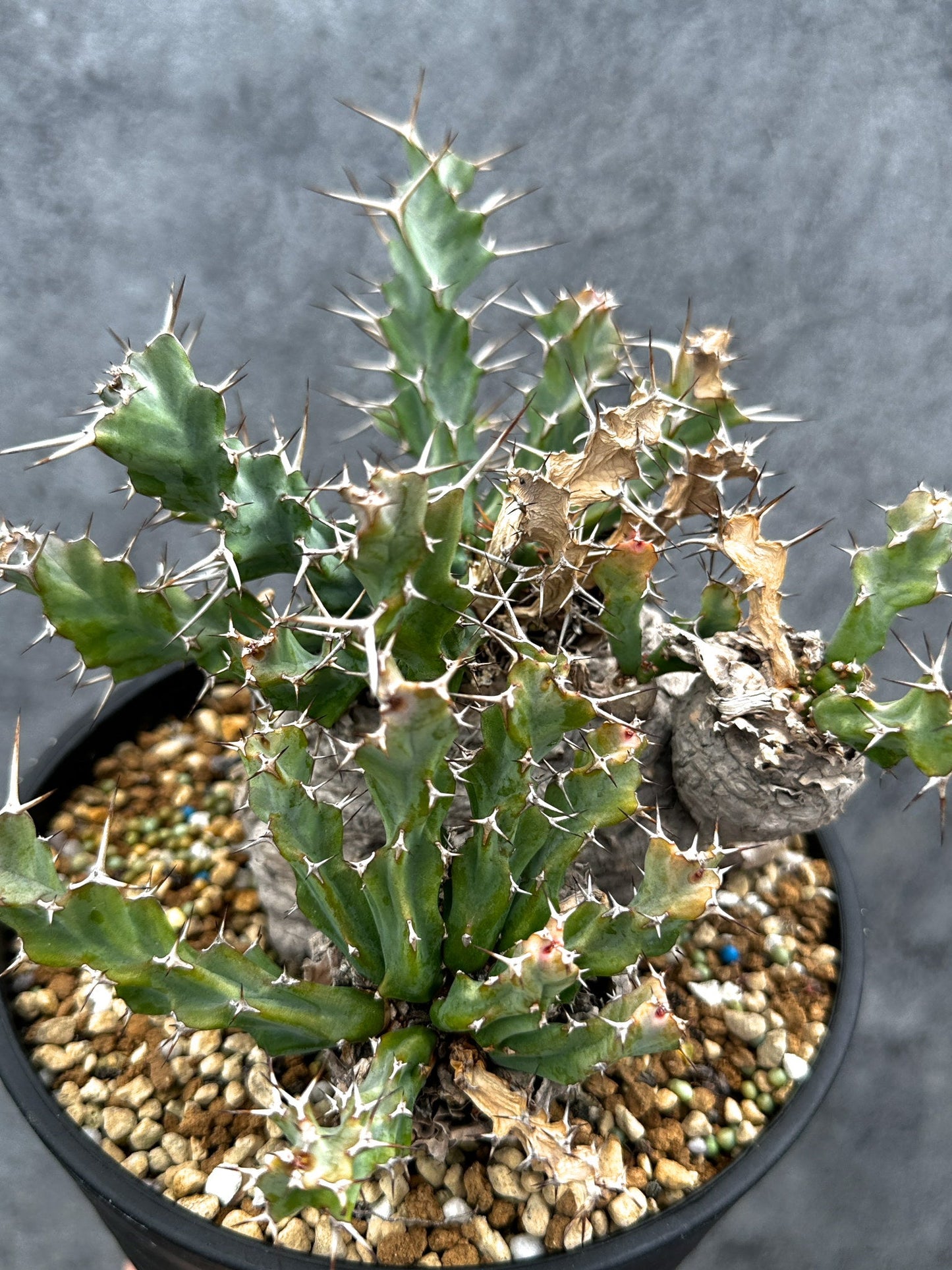 【現品限り】ユーフォルビア・クラビゲラ 現地株 発根済み ベストなサイズ感【G38】 Euphorbia clavigera
