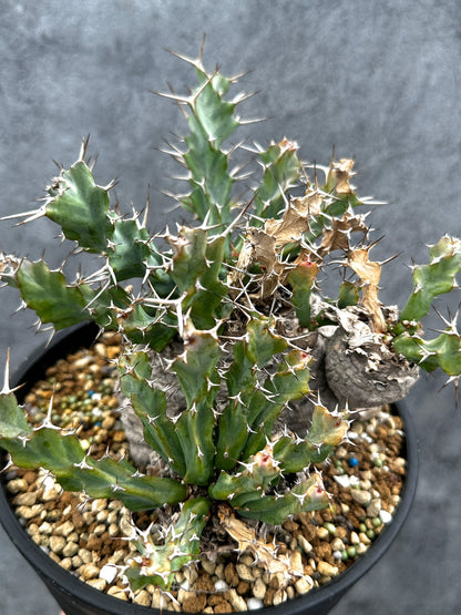 【現品限り】ユーフォルビア・クラビゲラ 現地株 発根済み ベストなサイズ感【G38】 Euphorbia clavigera