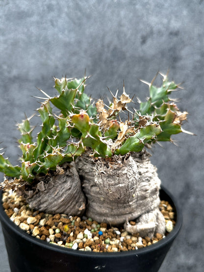 【現品限り】ユーフォルビア・クラビゲラ 現地株 発根済み ベストなサイズ感【G38】 Euphorbia clavigera