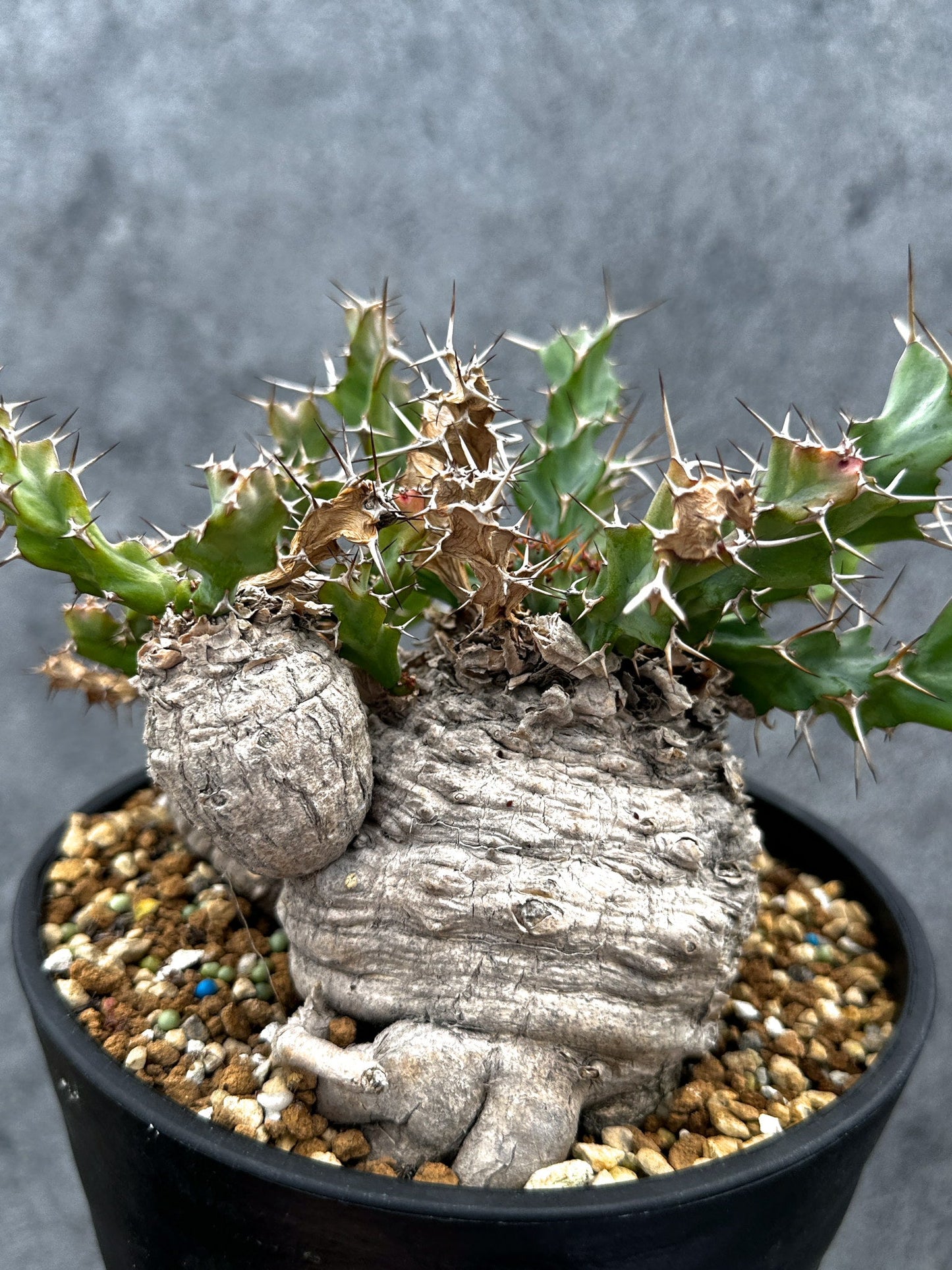 【現品限り】ユーフォルビア・クラビゲラ 現地株 発根済み ベストなサイズ感【G38】 Euphorbia clavigera