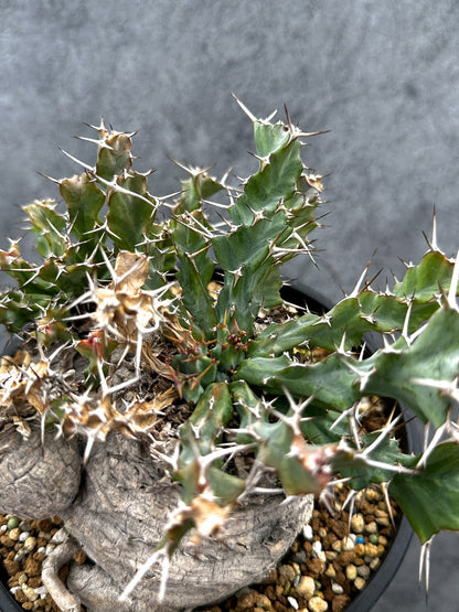 【現品限り】ユーフォルビア・クラビゲラ 現地株 発根済み ベストなサイズ感【G38】 Euphorbia clavigera