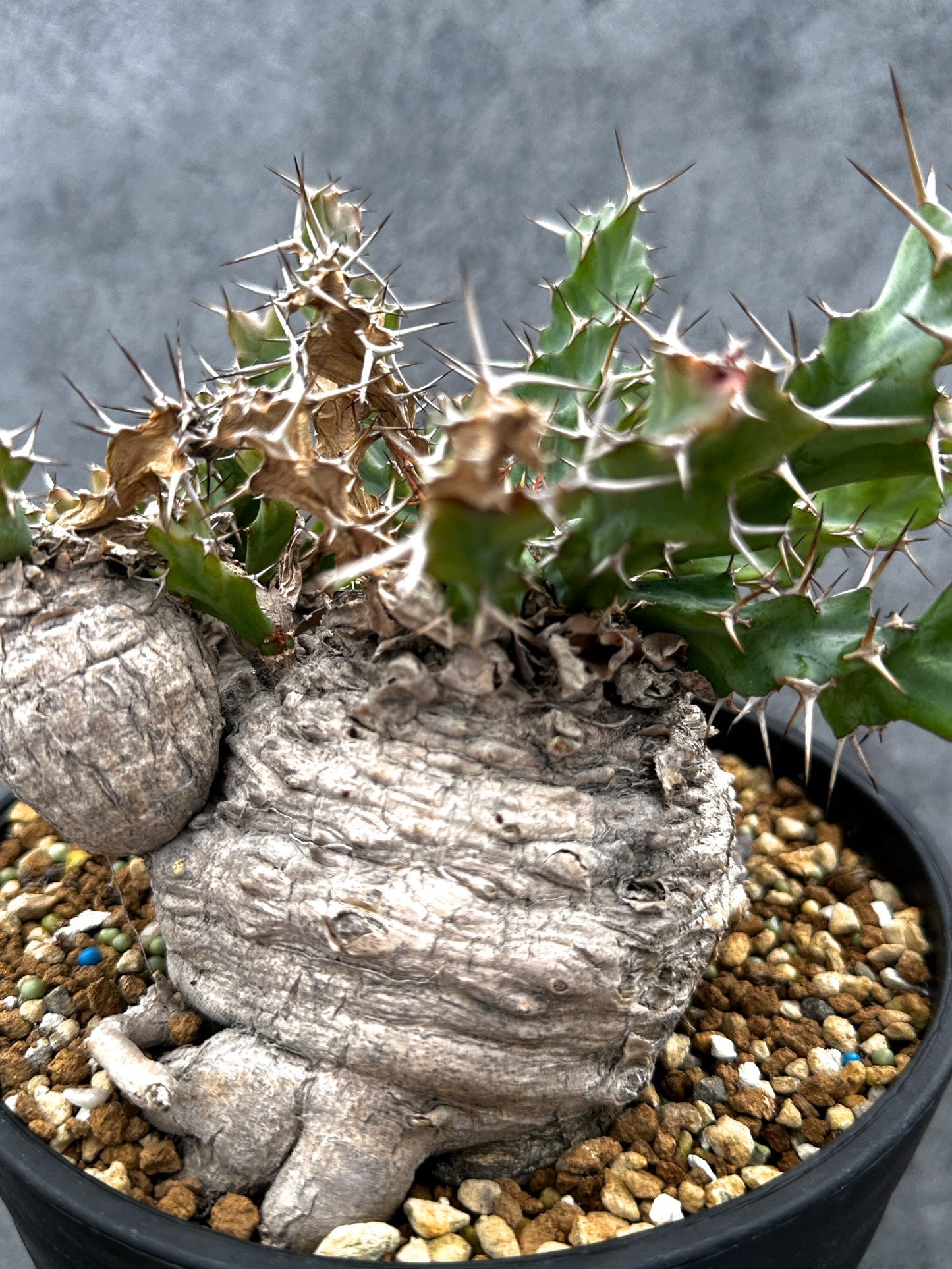 【現品限り】ユーフォルビア・クラビゲラ 現地株 発根済み ベストなサイズ感【G38】 Euphorbia clavigera