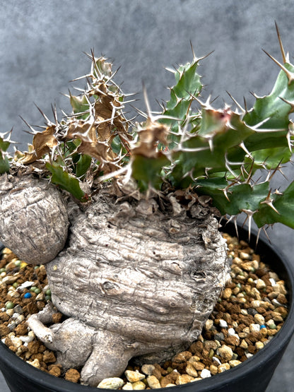 【現品限り】ユーフォルビア・クラビゲラ 現地株 発根済み ベストなサイズ感【G38】 Euphorbia clavigera