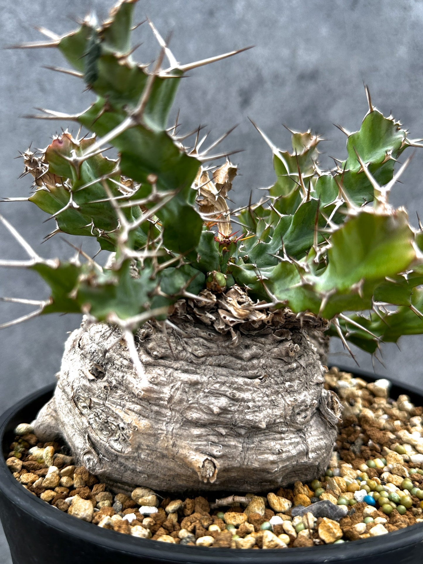 【現品限り】ユーフォルビア・クラビゲラ 現地株 発根済み ベストなサイズ感【G38】 Euphorbia clavigera