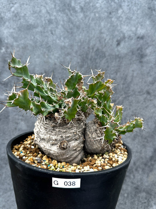 【現品限り】ユーフォルビア・クラビゲラ 現地株 発根済み ベストなサイズ感【G38】 Euphorbia clavigera