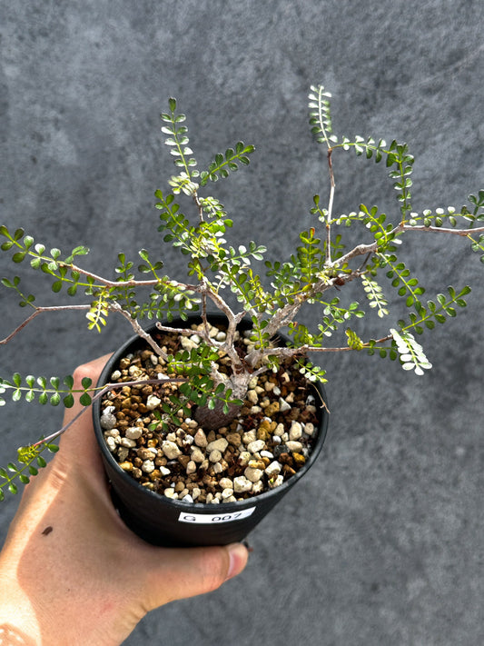 【現品限り】オペルクリカリア・パキプス 根挿し【G7】 Operculicarya pachypus