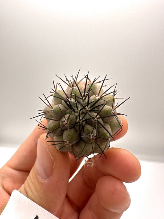 【現品限り】コピアポア・シネレア 黒王丸 抜き苗 実生 期間限定【H10】 Copiapoa cinerea