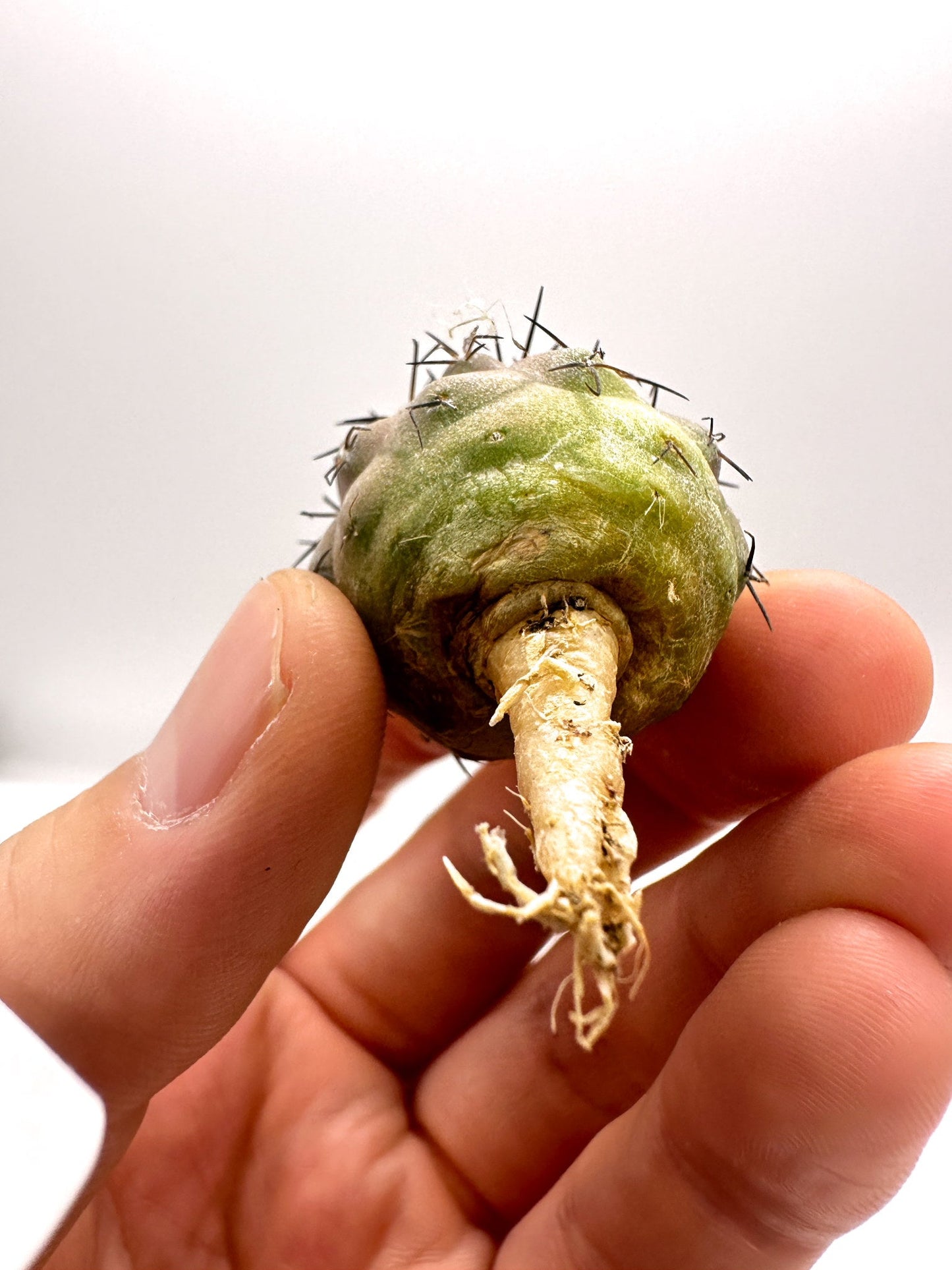 【現品限り】コピアポア・シネレア 黒王丸 抜き苗 実生 期間限定【H10】 Copiapoa cinerea