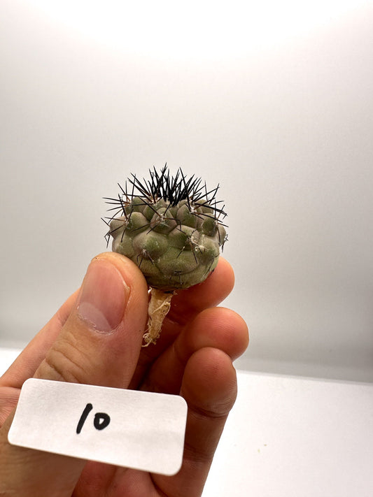 【現品限り】コピアポア・シネレア 黒王丸 抜き苗 実生 期間限定【H10】 Copiapoa cinerea