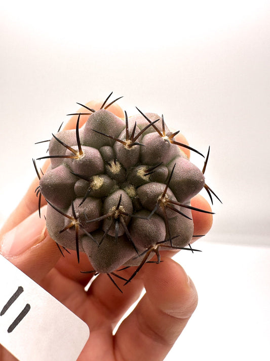 【現品限り】コピアポア・シネレア 黒王丸 抜き苗 実生 期間限定【H11】 Copiapoa cinerea