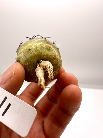 【現品限り】コピアポア・シネレア 黒王丸 抜き苗 実生 期間限定【H11】 Copiapoa cinerea