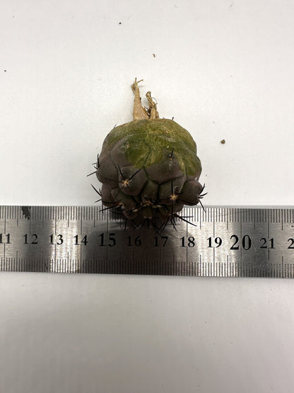 【現品限り】コピアポア・シネレア 黒王丸 抜き苗 実生 期間限定【H11】 Copiapoa cinerea