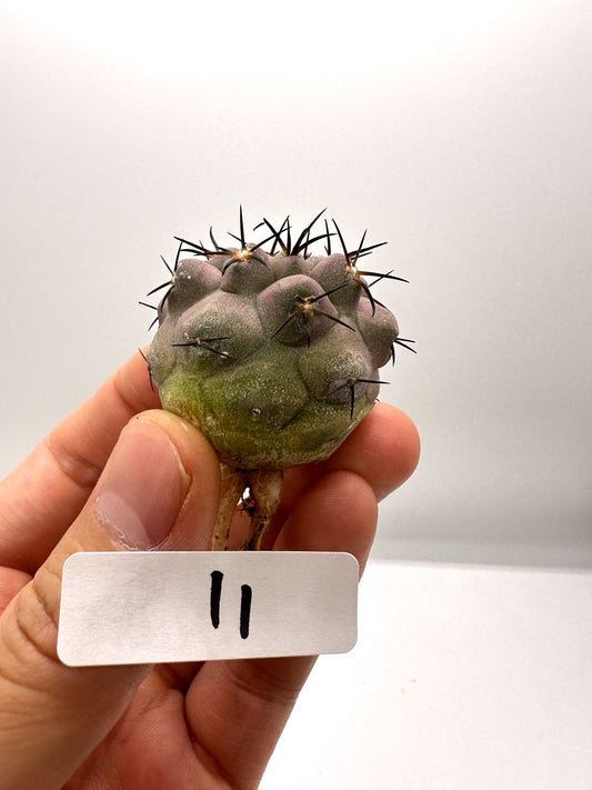 【現品限り】コピアポア・シネレア 黒王丸 抜き苗 実生 期間限定【H11】 Copiapoa cinerea