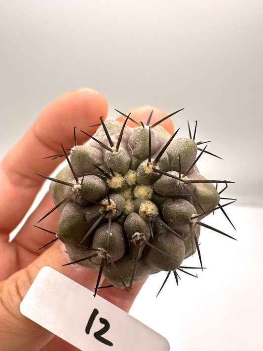 【現品限り】コピアポア・シネレア 黒王丸 抜き苗 実生 期間限定【H12】 Copiapoa cinerea