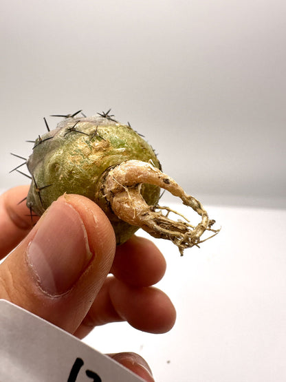 【現品限り】コピアポア・シネレア 黒王丸 抜き苗 実生 期間限定【H12】 Copiapoa cinerea