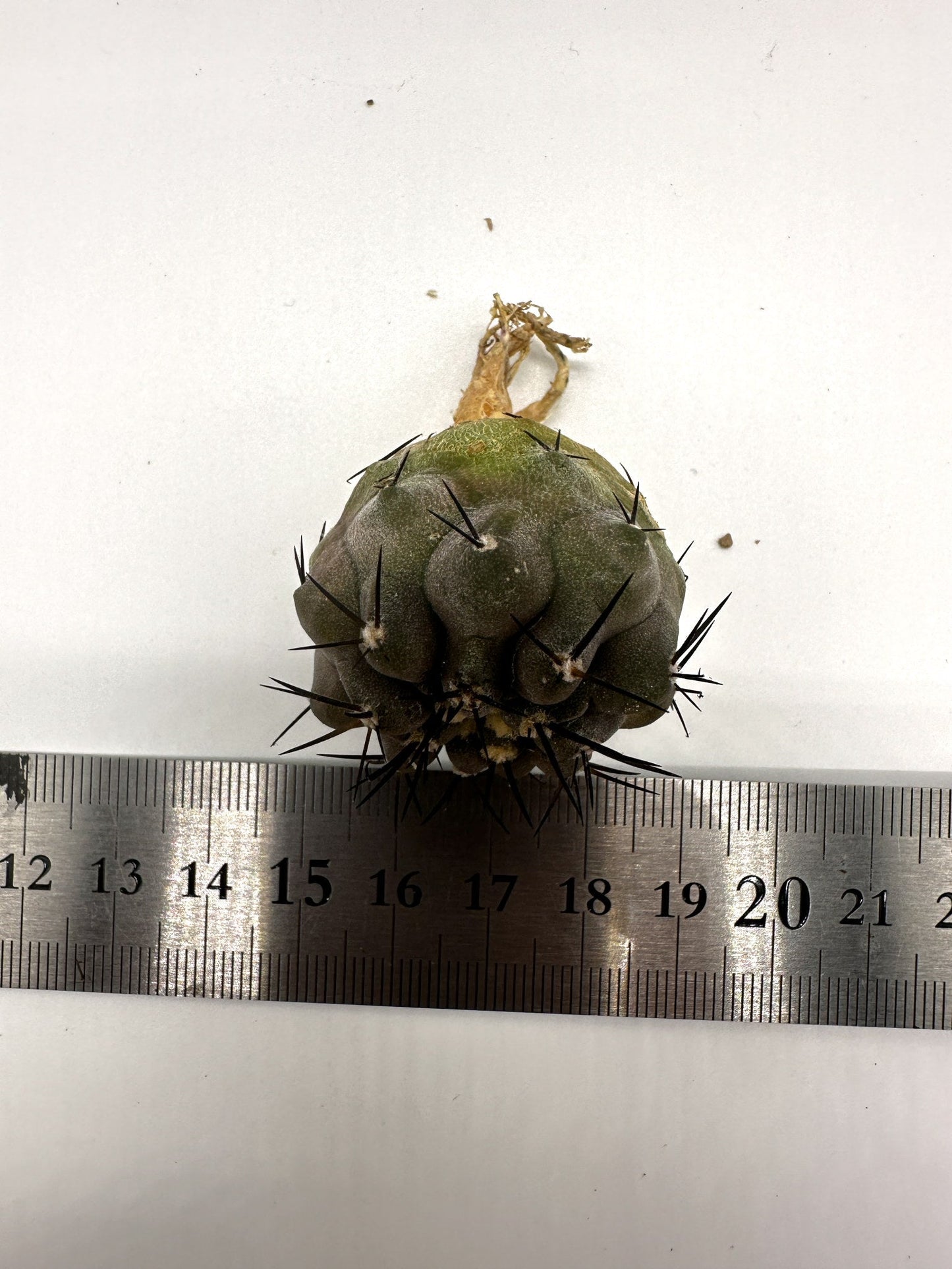 【現品限り】コピアポア・シネレア 黒王丸 抜き苗 実生 期間限定【H12】 Copiapoa cinerea