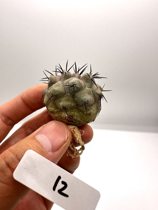 【現品限り】コピアポア・シネレア 黒王丸 抜き苗 実生 期間限定【H12】 Copiapoa cinerea